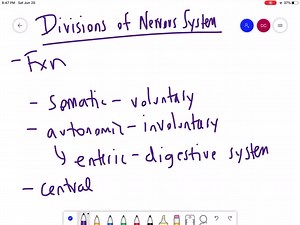 SOLVED:Which functional division of the nervous system would be responsible for the physiological changes seen during exercise (e.g., increased heart rate and sweating)? a. somatic b. autonomic C. enteric d. central