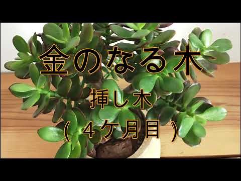金のなる木 挿し木 4ヶ月目