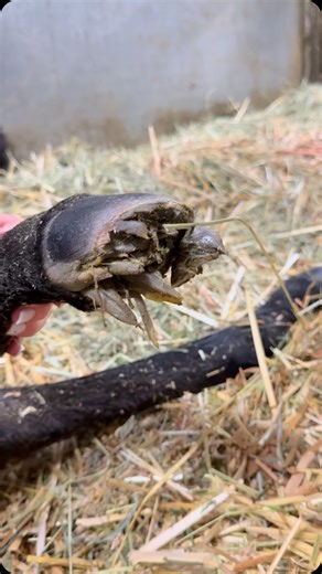 Mayzee & Her Horses 🐴 BarnLife on Instagram: "When foals are born, their hooves are soft and pliable, with several distinct characteristics: Soft, flexible walls: Newborn foal hooves are made of a soft, flexible material that gradually hardens over the first few weeks of life. Elastic, cartilaginous structure: The hooves contain elastic, cartilaginous tissue that allows them to absorb shock and support the foal’s weight. Open heel bulbs: The heel bulbs of a newborn foal’s hooves are open and ro