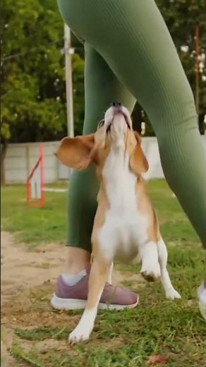 The Most HILARIOUS Dog Fails Ever Caught On Camera