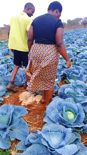 Makiri (@makiri5)’s videos with Dairai Tenzi - Leonard Zhakata