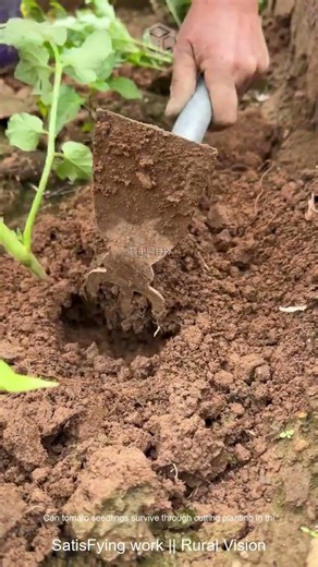 Can tomato seedlings survive through cutting planting in this way 🤔#4505e