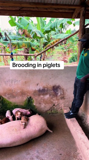 Why you need to keep your piglets warm #OffGridFarms