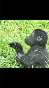 Surprise from keeper~ / Ringo / #shorts #gorilla #ゴリラ #cute