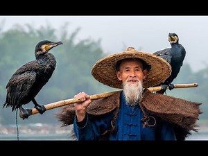 BEST Cormorant video EVER!