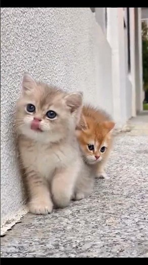 Want to Master CAT? Watch This Now