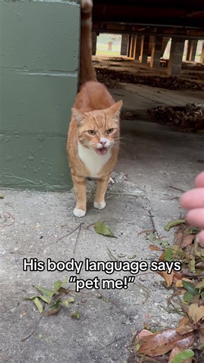 #catsoftiktok #foryoupage #fyp #orangecatbehavior #fypシ゚viral | Cat Of TikTok