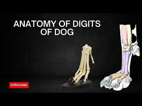 Anatomy of digits of dog | Canine digits anatomy| Anatomy of phalanges of dog