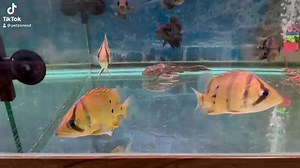 "Datnoid Fish: Majestic Swimmers of the Deep  Datnoid fish, with their regal appearance and powerful presence, are the kings of the aquatic realm. Their striking markings and graceful movements make them a captivating addition to any aquarium. Witness the beauty and mystery of these underwater monarchs.  #DatnoidRoyalty #AquaticMajesty" | Pet Zone Tropical Fish, San Diego, California | Facebook