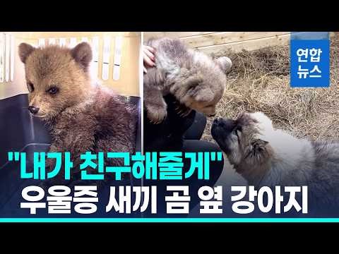 '나홀로' 새끼 곰의 친구 돼준 강아지…찡한 우정 / 연합뉴스 (Yonhapnews)