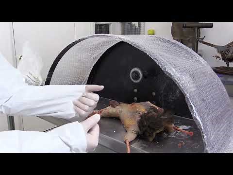 Flying Pheasant Complete Taxidermy Mounting Course step by step # 4 Fleshing & Washing