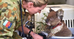 How You Can Help the Australian Bushfire Relief Efforts