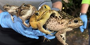 Poisonous toads: How to spot them to protect your pets