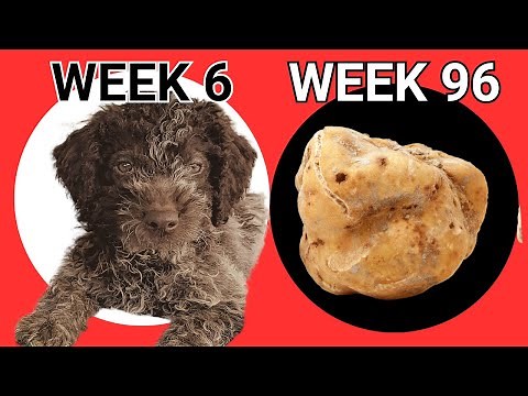Lagotto: 96 weeks of Truffle Training in 26 Minutes
