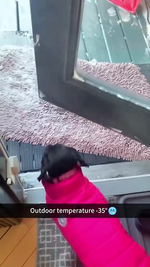 Dogs Experiencing Snow for the First Time