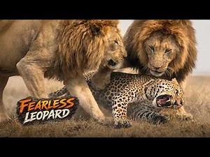 Leopard vs Lions Brutal Encounter | African Savannah Predator Documentary
