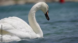 A beautiful white swan maneuvers on the waves of the lake. The wind flutters its plumage. Close-up, slow motion, HD. Stock Video
