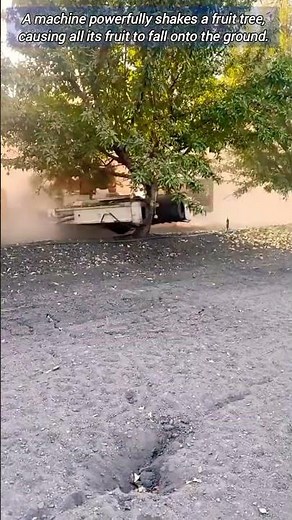 Shaking the Tree for a Rich Harvest.