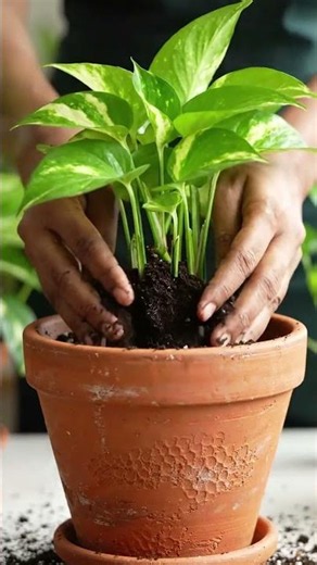 tips to plantation of money plant #plants #garden