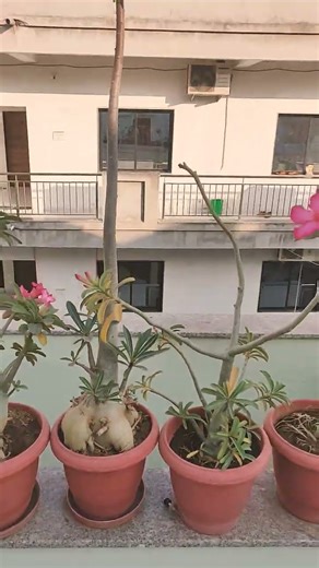 somalense anaconda big caudex #adenium #adeniumlover #adeniumobesum #gardening #shorts #rareplants