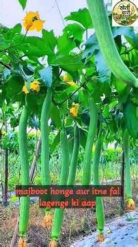 सब्जियों की पैदावार 10 गुना बढ़ाएं | Pruning & Pinching Techniques for Vegetables