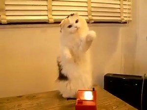 Cool cat playing a Theremin, love his expression of intrigue... I think he's been watching Tim Blake. www.audioanimals.co.uk - mixing and mastering services | Audio Animals Ltd.