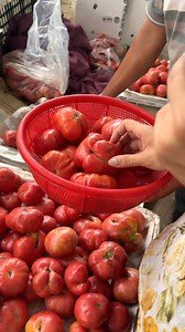 Cà chua giống cũ Hòa Đa | Hải Hớn Hở
