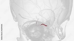 The ophthalmic artery (OA) is an artery of the head. It is the first branch of the internal carotid artery distal to the cavernous sinus