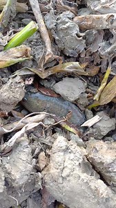 Amazing catfish in jungle #fishingvideo #Viral # | Everyday village vlog