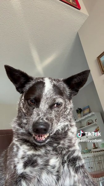 POV: she won’t bite you, she’s friendly 😂 #blueheelers #cattledogs #bitch #spicy #attitude #dogsoftiktok #fyp