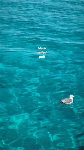 長崎 五島列島／新上五島町観光物産協会 on Instagram: "⁡ - - - - - - - - - - - - - - - - - - - - - - - - - - - 有福島のラムネみたいな海と#ウミネコ - - - - - - - - - - - - - - - - - - - - - - - - - - - #有福島 #nagasaki #五島列島#五島 #新上五島町 #上五島 #GOTO #ちょっと島旅 #シンカミゴトー #japan #blacktailedgull #Laruscrassirostris"