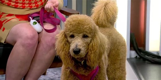 Carolina Poodle Rescue on a mission to save lives