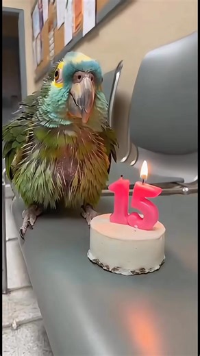 No jokes today. Just a parrot… turning 15 years old in a vet clinic. If you care even a little, leave a ❤️, a comment, or share. Sometimes kindness is medicine. #SavageParrot #AnimalStories #ParrotLove #EmotionalReels #PetCare | Savage Parrot