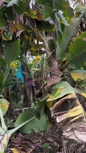 High Speed Agri Vortex Straw Suction #MyAgricultureLife #AgriTech #Harvest2026