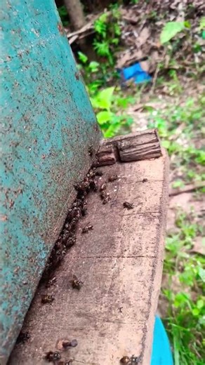 honey farming 🍯#shortsfeed