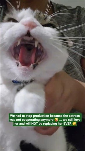 Tigger is moody today ❤️ STILL super cute 😘 #cat #dance #silly #sillycat #dancingcat #pets