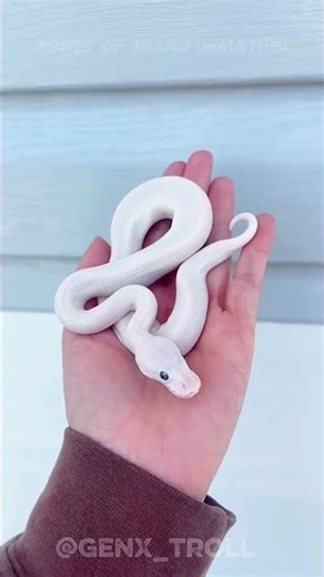 When Animals Go Beast Mode🥶⚡|Dark Edit by @GenX_Troll #animals #usa #uk #cuteanimal #animalshorts