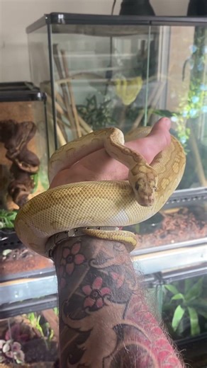 Un python regius sublime ❤️