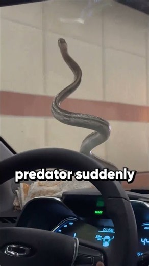 Snake leaves passengers in terror 🐍