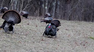 Purchase Your License Today | Pennsylvania Game Commission