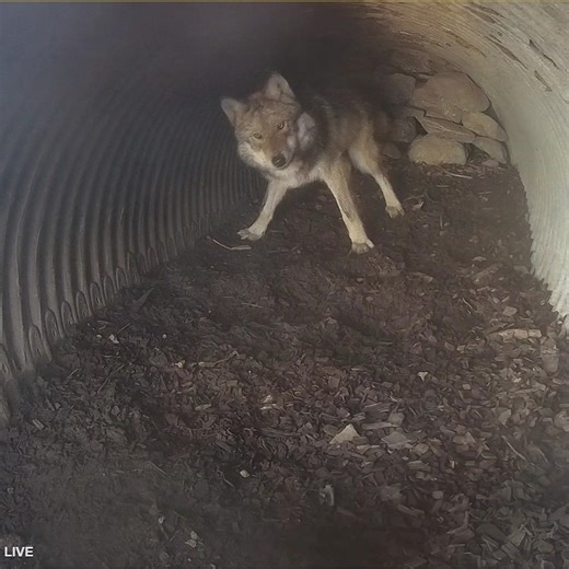 Wolves are loyal. Wolves are courageous. Wolves are also complete goofballs 🤣 https://nywolf.org/ | Wolf Conservation Center