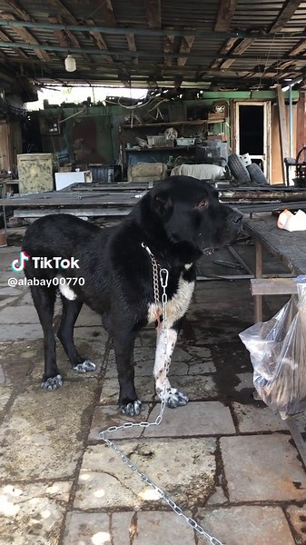 Hayk on TikTok