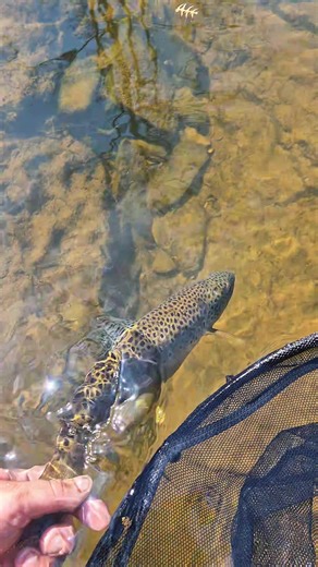 Spring Fly Fishing Tips for Brown Trout Enthusiasts