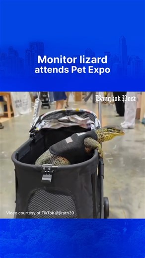 61K views · 488 reactions | BANGKOK - A man took his pet, a monitor lizard, to the Pet Expo 2025 event - and evidently stole the spotlight. #petexpo2025 #qsncc #exoticanimals | Bangkok Post | Facebook