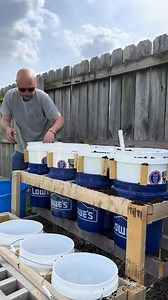 Easiest way to plant bell peppers is in self watering bucket and this video here teaches you how to build yours | Manufor Progress