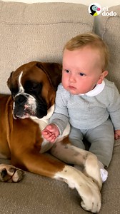 275K views · 13K reactions | Mujer se entera de que está embarazada el mismo día que tiene un cachorro — ahora tiene un perro que mete la nariz entre los barrotes de la cuna de su hijo para despertarlo  | El Dodo | Facebook