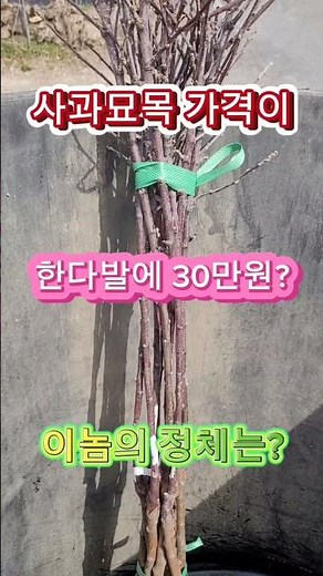 사과나무 묘목 가격