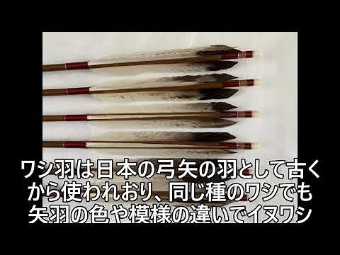 イヌワシとクマワシの違い～弓道用矢羽～