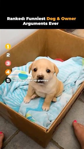 Ranked- Funniest Dog & Owner Arguments Ever 😲😂| Funniest Talking Dogs Ever!