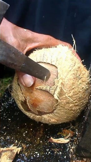 Nice technique removing fresh coconut from its shell
